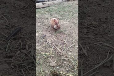 cute rabbit eating ll by goat farming