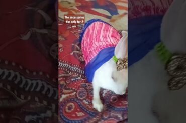 cute bunny || #shorts