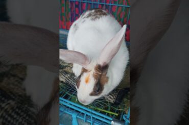 My Rabbit is Eating Grass | Cute Rabbit | Pet Rabbit