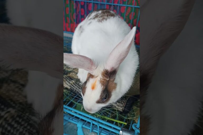 My Rabbit is Eating Grass | Cute Rabbit | Pet Rabbit