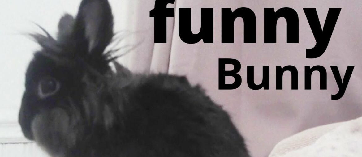 funny bunny / cute rabbit sing funny bunny / cute rabbit sing