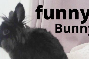 funny bunny / cute rabbit sing