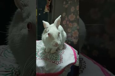 #Shorts | Cute rabbit on table