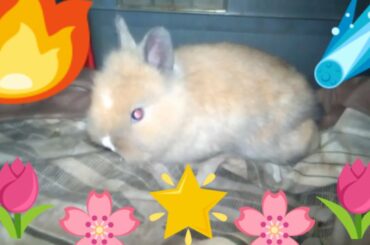 My Beautiful Cute Bunnies Video|| Rabbit and Bunny