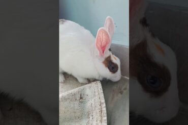 My Cute Rabbit | Pet Rabbit | Indian Rabbit