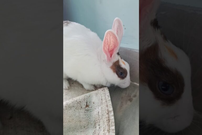 My Cute Rabbit | Pet Rabbit | Indian Rabbit