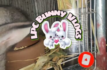Cute Bunny looks like a Black Rat-Rabbit Farming Facts and Care/Backyard Rabbitry