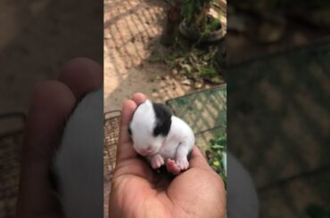 Cute Baby Rabbit