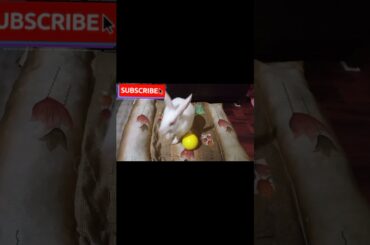 cute bunny || #shorts