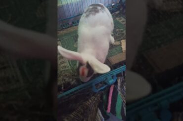 My Rabbit is Playing with me | Cute Rabbit #shorts