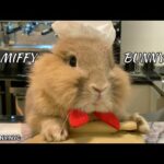 Chef Bunny Bakes Apple Pie: Cute Bunny Miffy (Bunny.nyc)