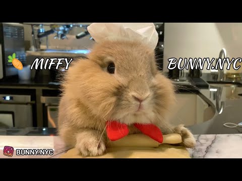 Chef Bunny Bakes Apple Pie: Cute Bunny Miffy (Bunny.nyc) Chef Bunny Bakes Apple Pie: Cute Bunny Miffy (Bunny.nyc)