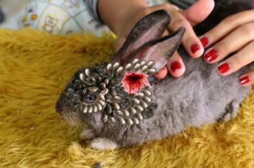 Animal rescue Cute Rabbit | how to remove tick on cute cat Ep 60