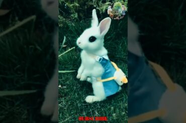 Feeding Cute Rabbit || V55 ||