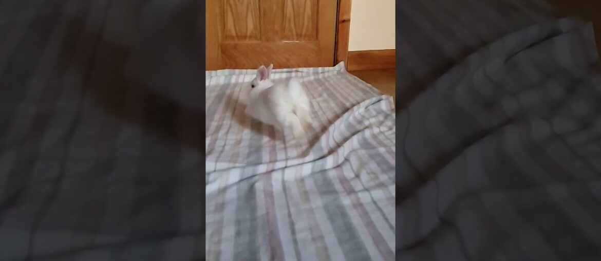 Cute Bunny Binkies in Slow Motion Cute Bunny Binkies in Slow Motion