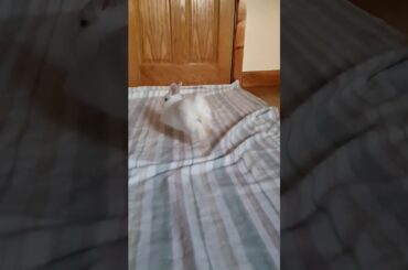 Cute Bunny Binkies in Slow Motion