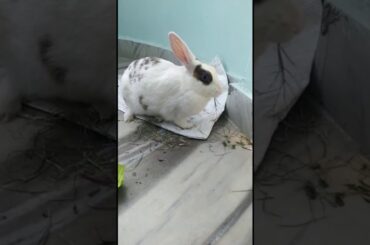 My Cute Rabbit | Pet Rabbit | Indian Rabbit
