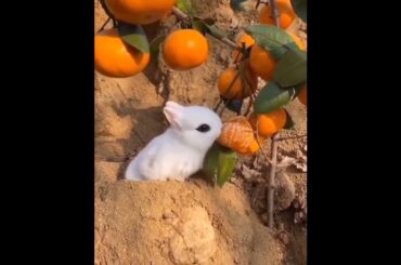 cute rabbit