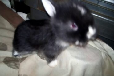 Lovely Cute Rabbit Bunnies. Rabbit and Bunny