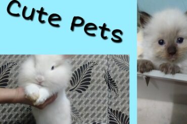 Cute Bunny & Kitten First Meeting/#nidsgarden&pets