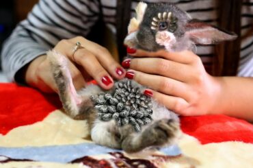 Animal rescue Cute Rabbit | how to remove tick on cute cat Ep 61