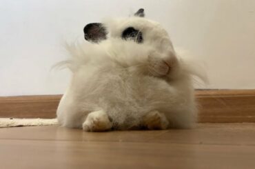 Adorable Cute Bunny DREAMING! Relaxing | Lily Bobtail sleeping cozy