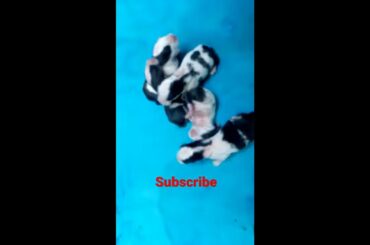 Cute baby bunnies  #Shorts #ninyTv #Rabbit