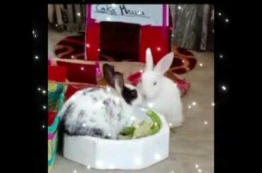 My so cute rabbit all  photos