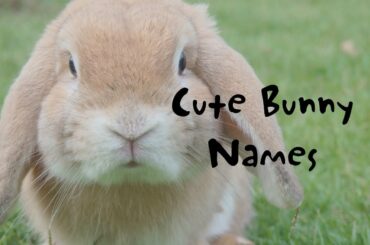 Cute Bunny Names!