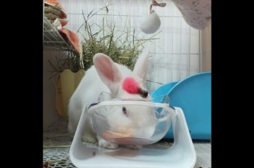 Funny and Cute Baby Rabbit Videos, Funny Rabbit Videos Compilation   Cute Rabbits Eating Fruit EP# 5