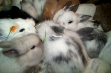 Wow So Many Cute Rabbit Bunnies|| Rabbit and Bunny