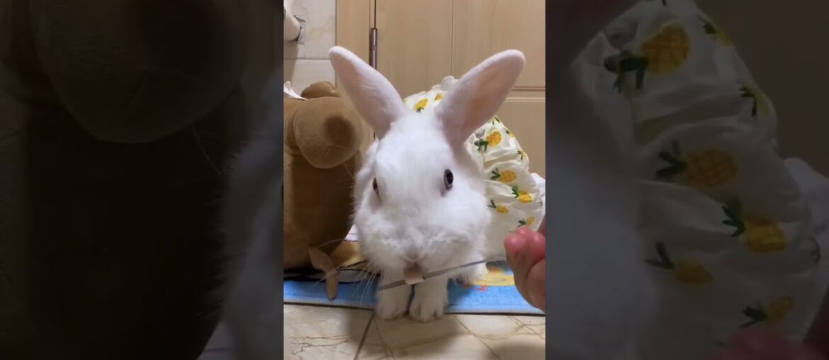 Funny and Cute Baby Rabbit Videos, Funny Rabbit Videos Compilation Cute Rabbits Eating Fruit EP# 8 Funny and Cute Baby Rabbit Videos, Funny Rabbit Videos Compilation Cute Rabbits Eating Fruit EP# 8