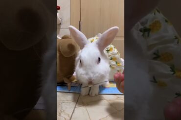 Funny and Cute Baby Rabbit Videos, Funny Rabbit Videos Compilation   Cute Rabbits Eating Fruit EP# 8