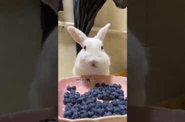 Funny and Cute Baby Rabbit Videos, Funny Rabbit Videos Compilation   Cute Rabbits Eating Fruit EP# 6