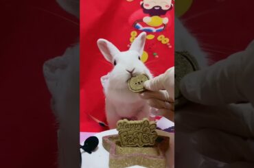 Funny and Cute Baby Rabbit Videos, Funny Rabbit Videos Compilation   Cute Rabbits Eating Fruit EP# 3