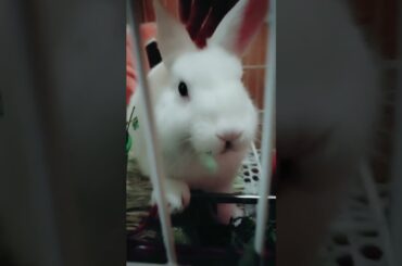 Funny and Cute Baby Rabbit Videos, Funny Rabbit Videos Compilation   Cute Rabbits Eating Fruit EP# 3