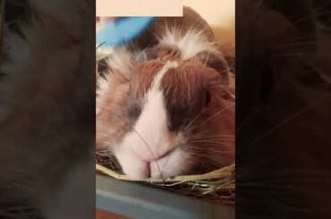 Funny and cute bunny cuddling #shorts