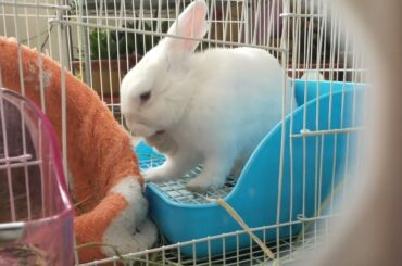 Funny and Cute Baby Rabbit Videos, Funny Rabbit Videos Compilation   Cute Rabbits Eating Fruit EP# 5