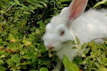 Small Cute Rabbit | #Shorts Video