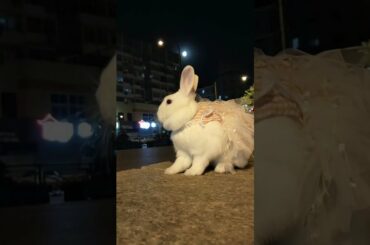 Funny and Cute Baby Rabbit Videos, Funny Rabbit Videos Compilation   Cute Rabbits Eating Fruit EP# 4