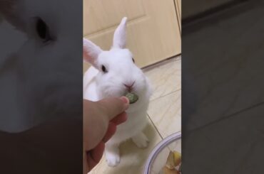 Funny and Cute Baby Rabbit Videos, Funny Rabbit Videos Compilation   Cute Rabbits Eating Fruit EP# 2