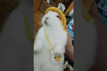 Funny and Cute Baby Rabbit Videos, Funny Rabbit Videos Compilation   Cute Rabbits Eating Fruit EP# 1