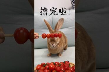 Funny and Cute Baby Rabbit Videos, Funny Rabbit Videos Compilation   Cute Rabbits Eating Fruit EP# 1