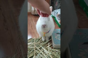 Funny and Cute Baby Rabbit Videos, Funny Rabbit Videos Compilation   Cute Rabbits Eating Fruit EP# 6