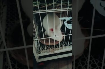 Funny and Cute Baby Rabbit Videos, Funny Rabbit Videos Compilation   Cute Rabbits Eating Fruit EP# 7