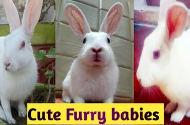 Cute Rabbits Compilation 2021 | Pet Videos | Awesome Bunnies Compilation | Part 1 | My Eden