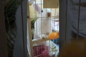 Funny and Cute Baby Rabbit Videos, Funny Rabbit Videos Compilation   Cute Rabbits Eating Fruit EP# 5