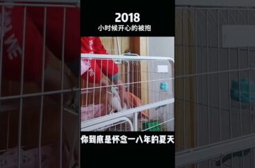 Funny and Cute Baby Rabbit Videos, Funny Rabbit Videos Compilation   Cute Rabbits Eating Fruit EP# 3