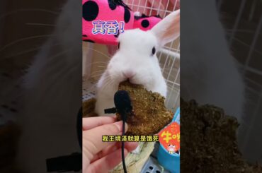 Funny and Cute Baby Rabbit Videos, Funny Rabbit Videos Compilation   Cute Rabbits Eating Fruit EP# 1