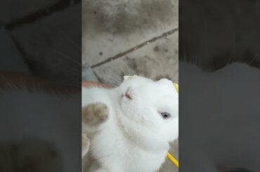 Funny and Cute Baby Rabbit Videos, Funny Rabbit Videos Compilation   Cute Rabbits Eating Fruit EP# 8